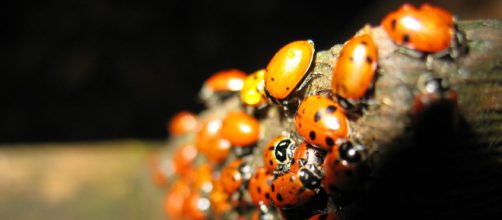Ladybugs in Mill Valley, California. [Image source/ Kristopher Anderson, Wikimedia Commons]