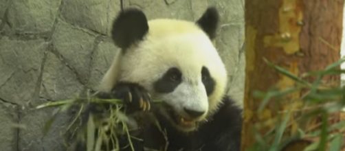 Russians eager to meet giant pandas from China. [Image source/New China TV YouTube video]