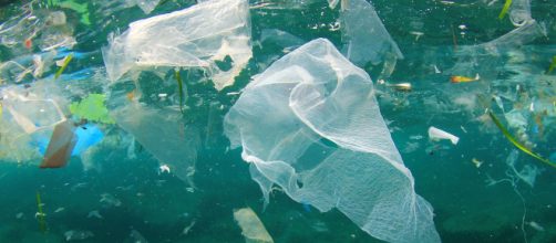 Sono sempre di più gli animali che ogni giorno muoiono per la presenza di plastica nei mari e negli oceani