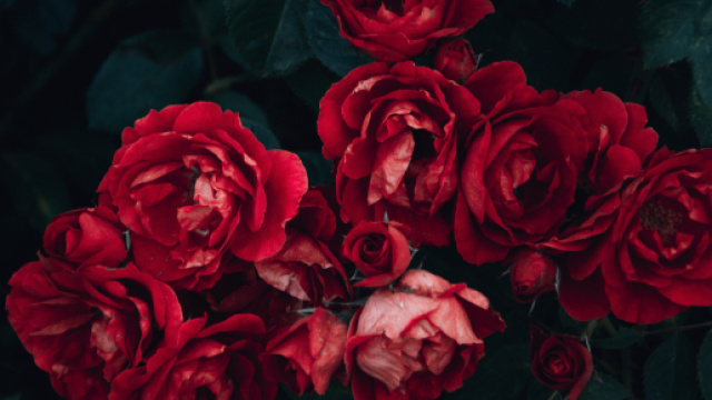 7 raisons de ne plus acheter de fleurs coupées – Consommons sainement - consommonssainement.com