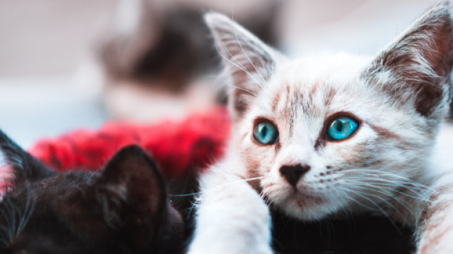 En attente la Formation de Parent de Chat - parentdechat.com