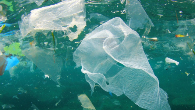 Sono sempre di pi&ugrave; gli animali che ogni giorno muoiono per la presenza di plastica nei mari e negli oceani