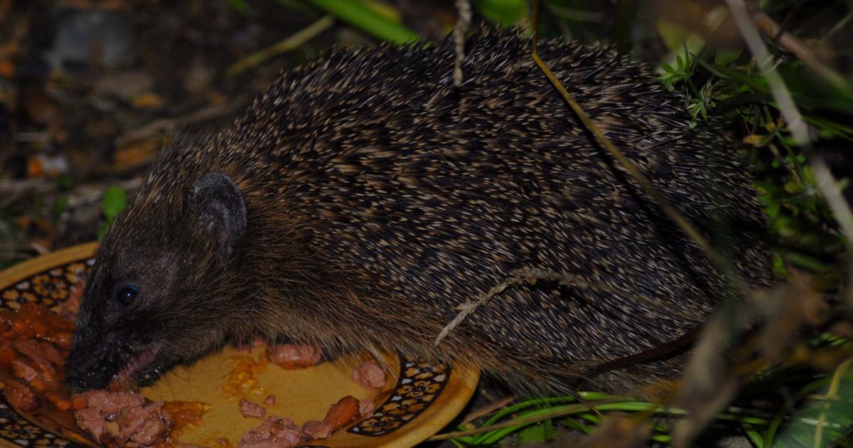 What a hedgehog should, and should not eat