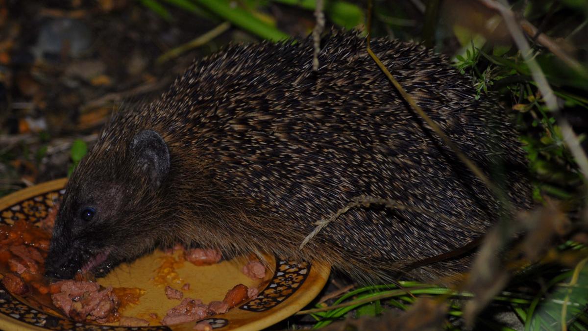 will hedgehogs eat dog food