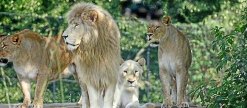 Allarme in Sudafrica: branco di 14 leoni scappato da una riserva naturale | iltempo.it