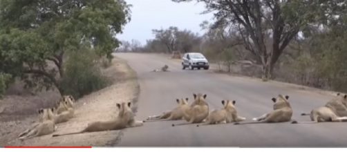 Largest Lion pride ever, blocking road in Kruger Park. [Image source/Sky Animals YouTube video]