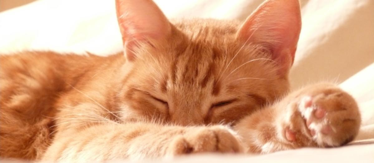 5 Raisons Qui Expliquent Pourquoi Un Chat Dort Avec Son Maitre