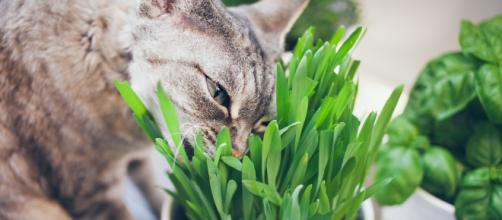 6 Plantes Toxiques Pour Les Chats