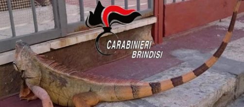 Brindisi, iguana a spasso per le vie di San Pietro Vernotico