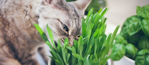 Intoxication chez l'animal : éloignez votre chat des plantes ... - radio-canada.ca