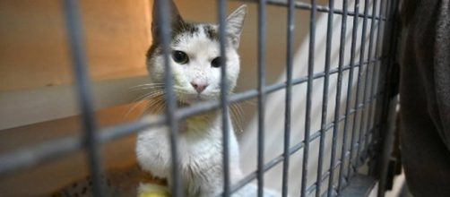 Une loi pour lutter contre l'abandon de chats - Crédit photo Ouest France