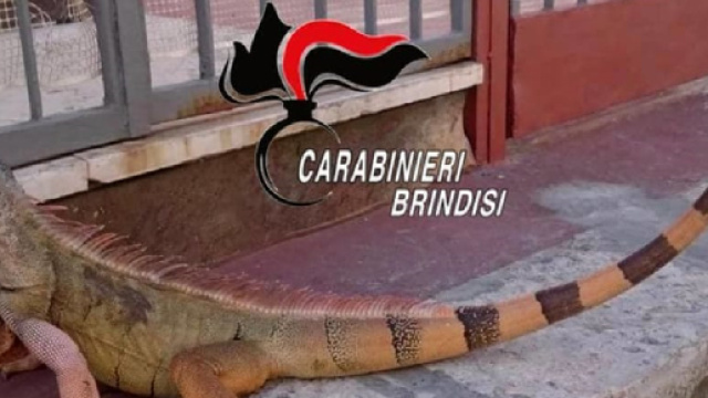 Brindisi, iguana a spasso per le vie di San Pietro Vernotico