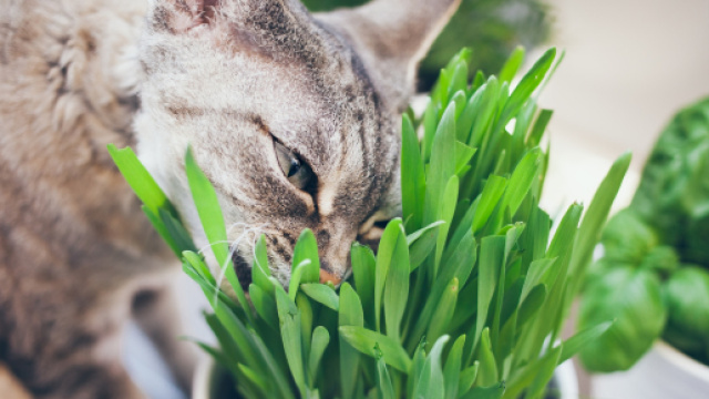 Intoxication chez l'animal : &eacute;loignez votre chat des plantes ... - radio-canada.ca