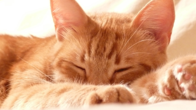 Pourquoi mon chat dort-il avec moi ? - animalaxy.fr