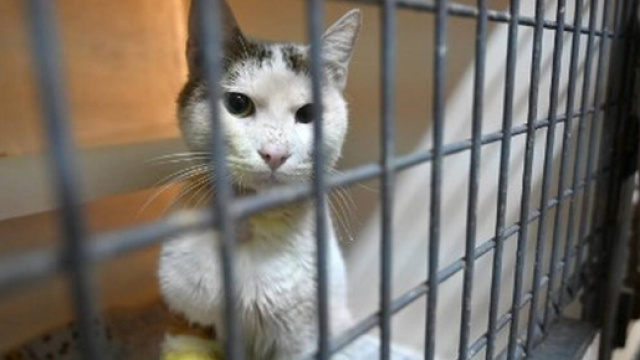 Une loi pour lutter contre l'abandon de chats - Crédit photo Ouest France