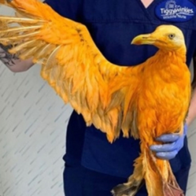 L'oiseau rescapé a été soigné - photo publiée sur huffingtonpost.fr