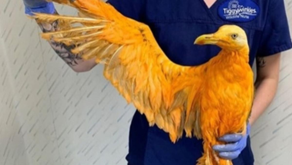 Un Vétérinaire Pensait Soigner Un Oiseau Exotique Cétait