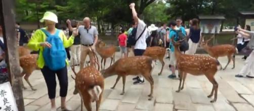 Feeding deer in Nara, Japan. [Image via Josef Beran/YouTube screencap)