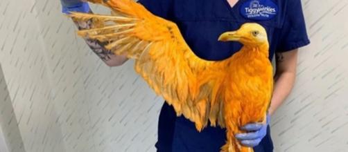 L'oiseau rescapé a été soigné - photo publiée sur huffingtonpost.fr