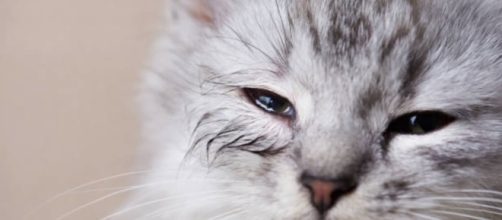 Les maladies des yeux des chats - photo publiée par galaxyofanimal.com