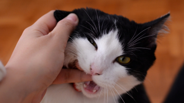 Ces signes qui prouvent que le chat domine