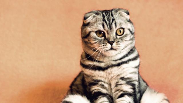 Près de 300 chats pour un concours de beauté près de Saint-Brieuc - actu.fr