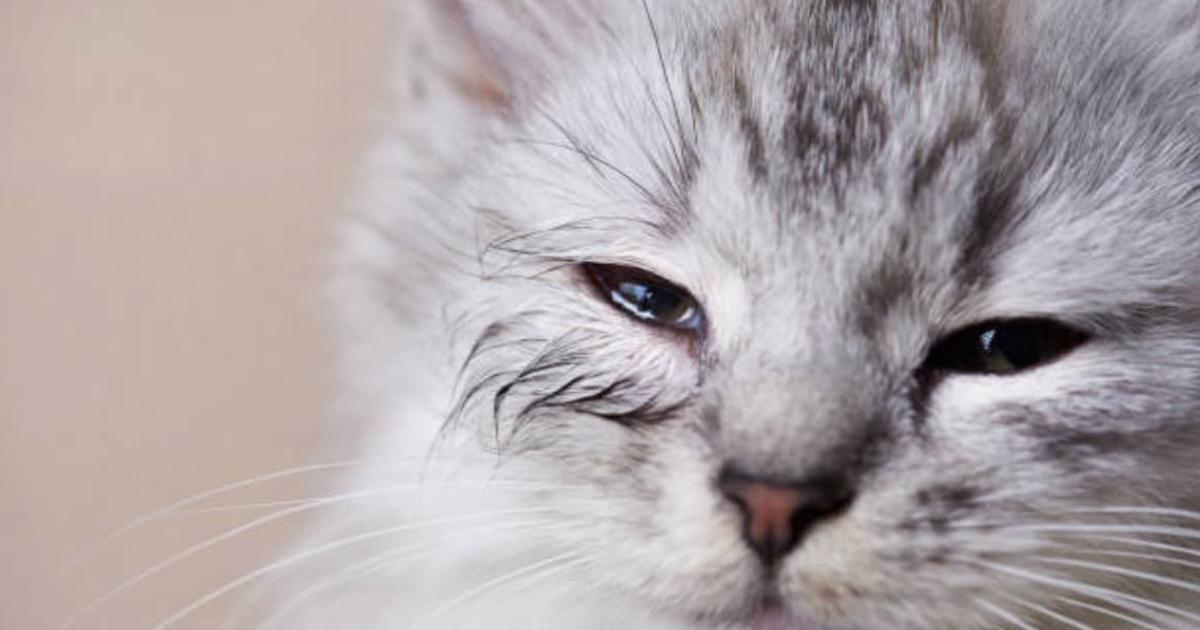 5 Signes Qui Montrent Qu Un Chat A Des Problemes Aux Yeux