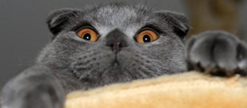 Les chats préfèrent les hommes à la nourriture - photo publiée par Ohmymag