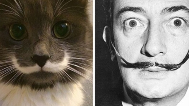 Ces chats qui ressemblent à des personnes célèbres