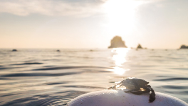 L'Oroscopo del 13 luglio: Gemelli soddisfatti, Cancro indaffarato