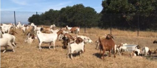 A view of fire goats grazing. [Image source/Oakland Zoo YouTube video]