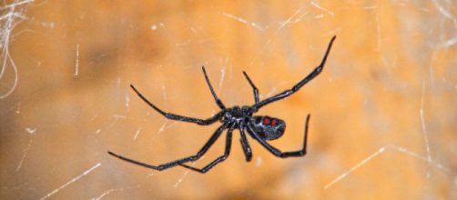 Barletta, 50enne punto da un ragno della specie vedova nera: è salvo