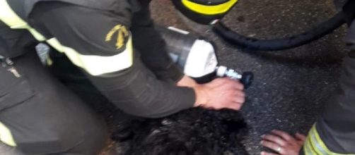 Brindisi, incendio in un appartamento: cane rianimato dai Vigili del Fuoco
