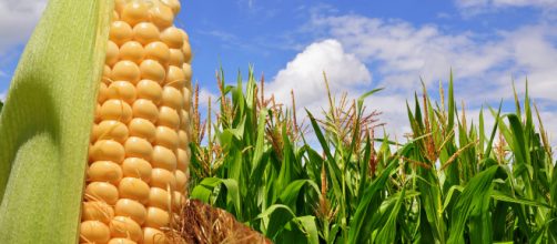 Cosecha récord de maíz en Brasil durante el período 2018/2019.