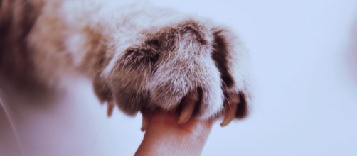 Images Gratuites : main, blanc, fourrure, chat, mammifère, oreille ... - pxhere.com