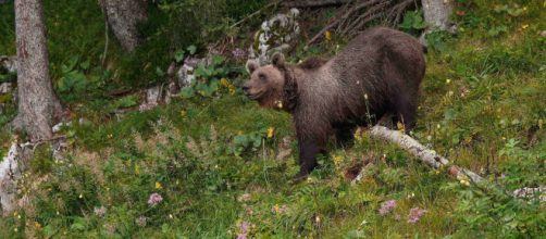 La fuga dell'orso M49 e l'ordinanza di abbattimento