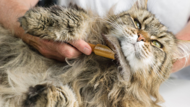Comment entretenir le poil de son chat ? - Soins du pelage d'un ... - doctissimo.fr