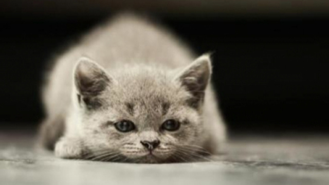 Comment savoir si mon chat est triste - photo publi&eacute;e par Animaux