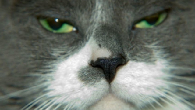 Voici comment les chats voient leur maitre - photo publiée sur Slate