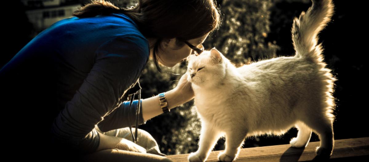 7 Facons Qu Utilise Un Chat Pour Dire Je T Aime