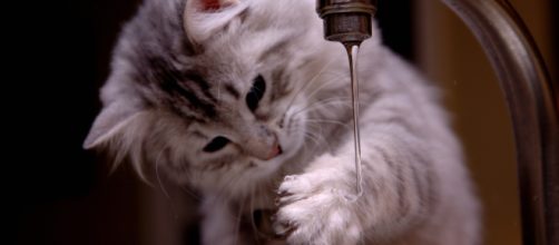 Fond d'écran : chat, eau, nez, moustaches, peau, chaton, jet ... - wallhere.com