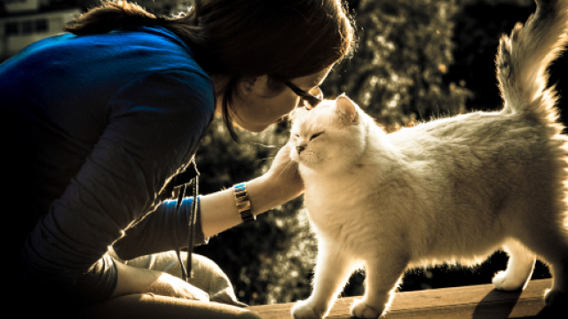 Fond d'écran : amour, chat, félin, bavarder, Katze, Britannique ... - wallhere.com