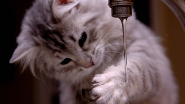 Fond d'écran : chat, eau, nez, moustaches, peau, chaton, jet ... - wallhere.com