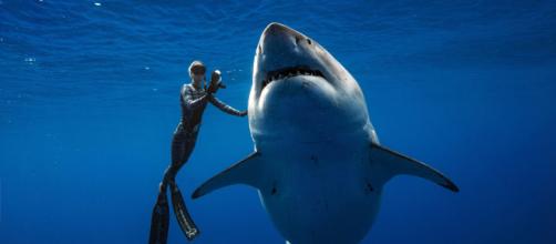 deep blue shark 2020 deep blue shark 2020