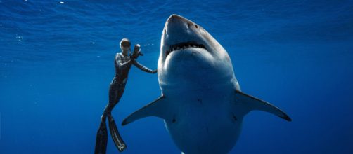 VIDÉO - Hawaï : ils nagent avec un requin blanc de six mètres de long - rtl.fr