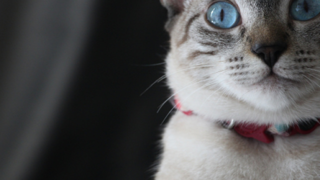 Images Gratuites : adorable, Photographie d'animaux, t&ecirc;te de chat ... - pxhere.com