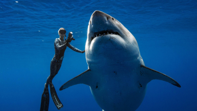 VID&Eacute;O - Hawa&iuml; : ils nagent avec un requin blanc de six m&egrave;tres de long - rtl.fr