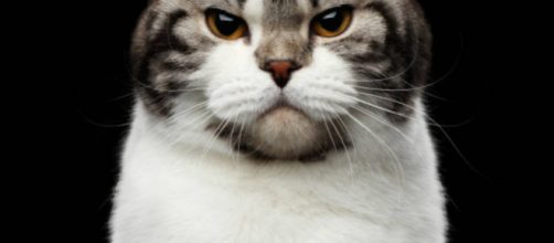 6 signes qui montrent qu'un chat n'est pas content - photo publiée par Anymalix