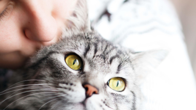 Comment dire "je t'aime" à son chat en un seul geste? - flair.be