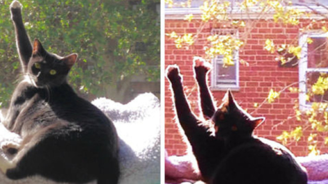 Ces chats qui profitent un peu trop du soleil - (photo publiée par bridoz.com)